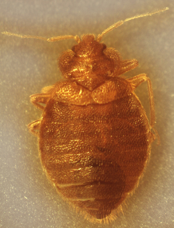Adult Bed Bug