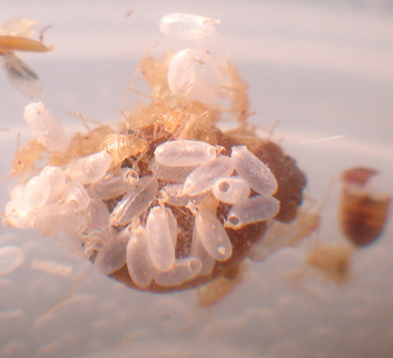 Bed Bugs Hatching