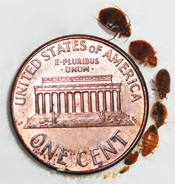 Bedbug life stages