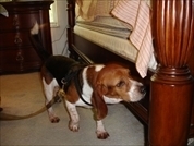 Canine Inspection
